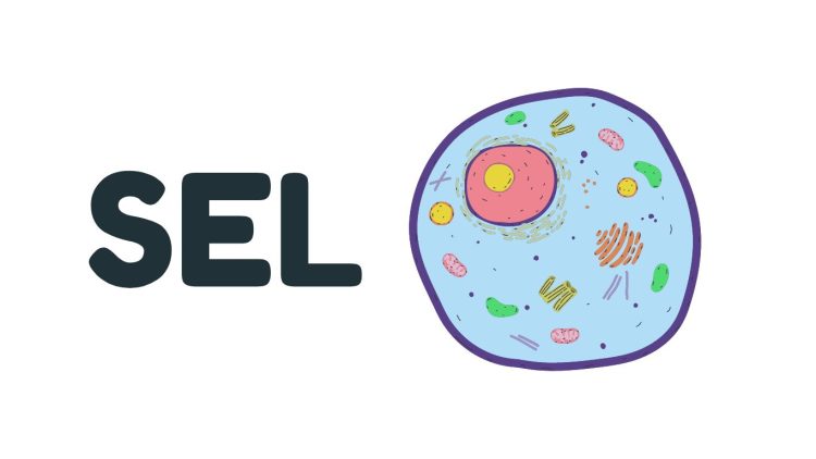 Sel: Pengertian, Stuktur, dan Fungsi Sel Peran Sel