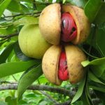 Manfaat Buah Pala bagi Kesehatan Tubuh