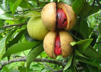 Manfaat Buah Pala bagi Kesehatan Tubuh