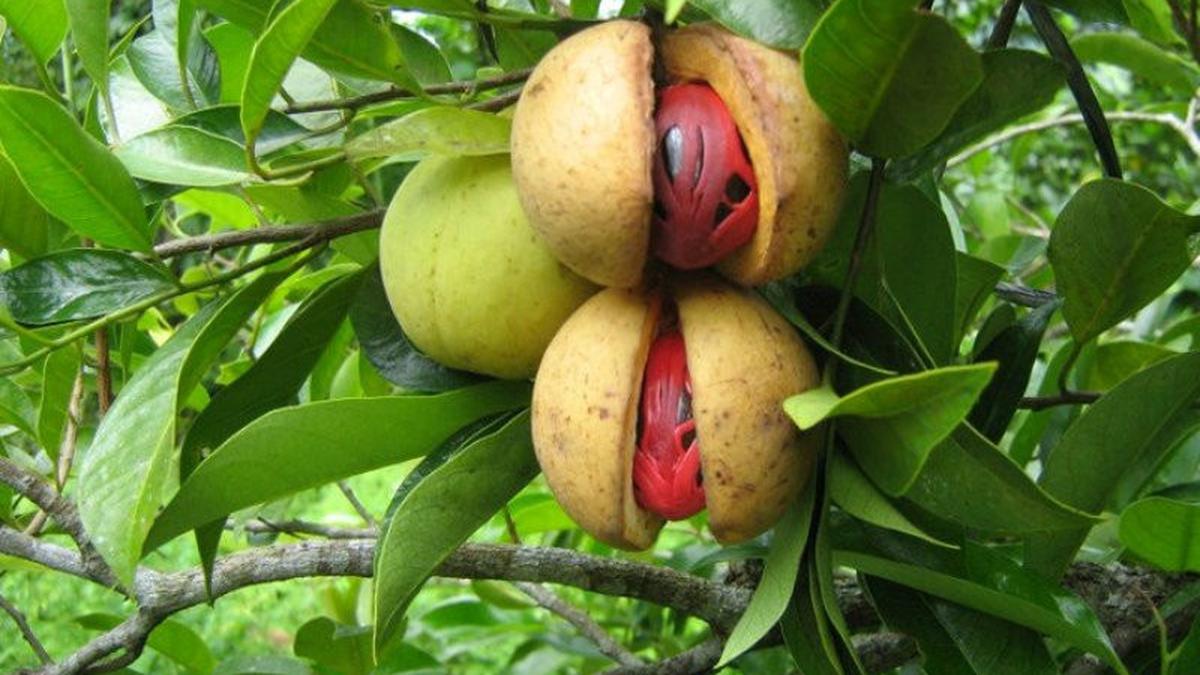 Manfaat Buah Pala bagi Kesehatan Tubuh