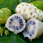 Manfaat Mengkudu Bagi Kesehatan Tubuh