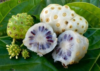Manfaat Mengkudu Bagi Kesehatan Tubuh