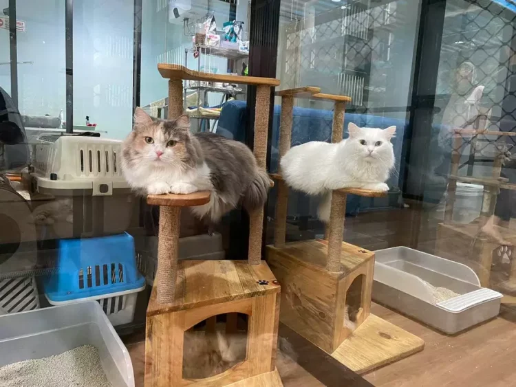 Meningkatnya Permintaan Penitipan Hewan di Medan Menjelang Lebaran: Pilihan Terbaik untuk Hewan Peliharaan AndaMeningkatnya Permintaan Penitipan Hewan di Medan Menjelang Lebaran: Pilihan Terbaik untuk Hewan Peliharaan Anda