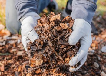 Cara Membuat Pupuk Organik dari Limbah Rumah Tangga yang Ramah Lingkungan