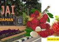 Kenali Ciri Khas Kota Binjai Kota Rambutan