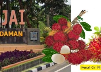 Kenali Ciri Khas Kota Binjai Kota Rambutan