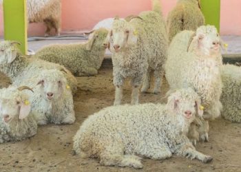 Harga, Syarat dan Tata Cara Menyembelih Hewan Kurban Idul Adha Tahun 2025