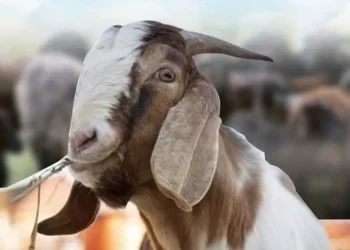 Persiapan Kurban Idul Adha 2025: Panduan Lengkap Memilih Hewan hingga Cara Menyembelih Sesuai Syariat