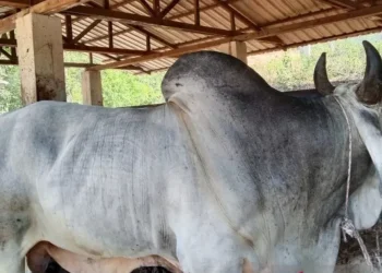 Idul Adha 1446 H di Medan: 9.635 Hewan Kurban Disembelih, Presiden Prabowo Salurkan Bantuan Sapi untuk Warga