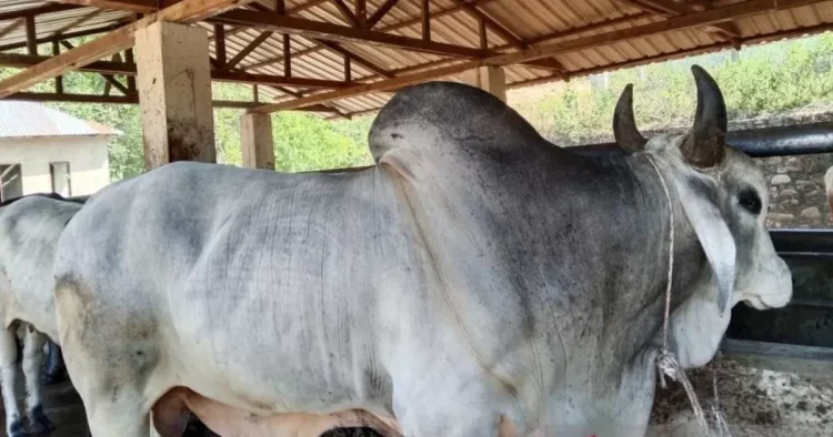 Idul Adha 1446 H di Medan: 9.635 Hewan Kurban Disembelih, Presiden Prabowo Salurkan Bantuan Sapi untuk Warga