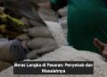 Beras Langka di Pasaran: Penyebab dan Masalahnya