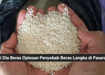 Ini Dia Beras Oplosan Penyebab Beras Langka di Pasaran