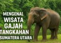 Mengenal Wisata Gajah Tangkahan Sumatera Utara, Surga Pecinta Alam dan Satwa