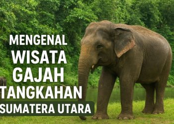 Mengenal Wisata Gajah Tangkahan Sumatera Utara, Surga Pecinta Alam dan Satwa
