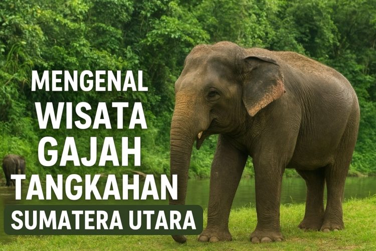 Mengenal Wisata Gajah Tangkahan Sumatera Utara, Surga Pecinta Alam dan Satwa