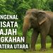 Mengenal Wisata Gajah Tangkahan Sumatera Utara, Surga Pecinta Alam dan Satwa