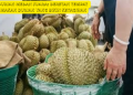 Durian Medan Juara: Deretan Tempat Makan Durian yang Bikin Ketagihan