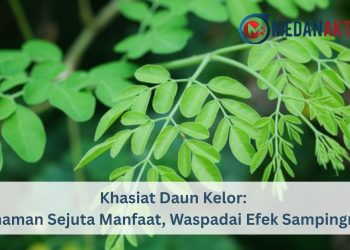 Daun Kelor: Tanaman Sejuta Manfaat, Waspadai Efek Sampingnya