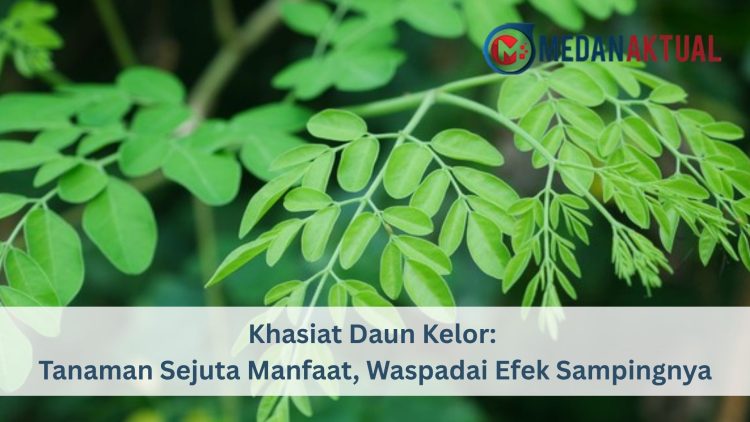 Daun Kelor: Tanaman Sejuta Manfaat, Waspadai Efek Sampingnya