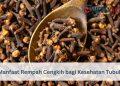 Manfaat Rempah Cengkih bagi Kesehatan Tubuh