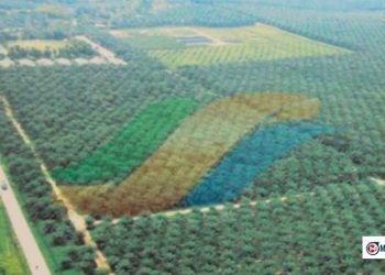 Fresh Graduate Merapat! Magang di PTPN III Dapat Uang Saku & Sertifikat