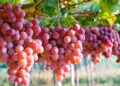 Buah Anggur: Inilah Manfaat konsumsi Buah Anggur Secara Teratur