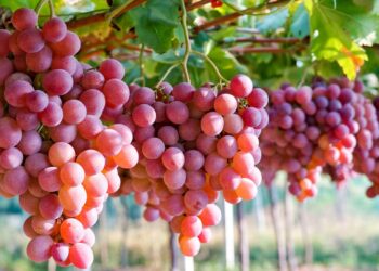 Buah Anggur: Inilah Manfaat konsumsi Buah Anggur Secara Teratur