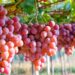 Buah Anggur: Inilah Manfaat konsumsi Buah Anggur Secara Teratur