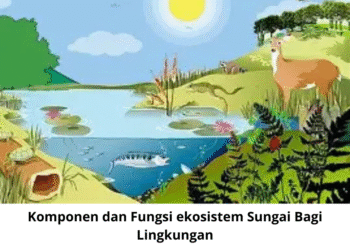 Komponen dan Fungsi ekosistem Sungai Bagi Lingkungan