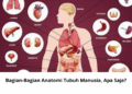 Bagian-Bagian Anatomi Tubuh Manusia, Apa Saja?
