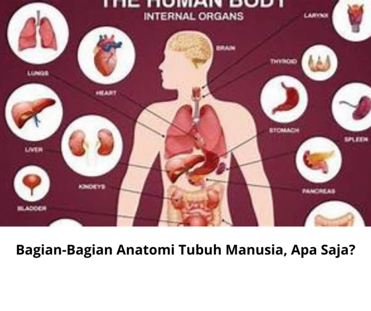 Bagian-Bagian Anatomi Tubuh Manusia, Apa Saja?
