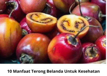 10 Manfaat Terong Belanda Untuk Kesehatan