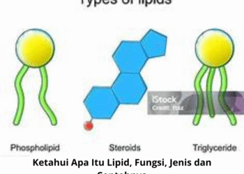 Ketahui Apa Itu Lipid, Fungsi, Jenis dan Contohnya