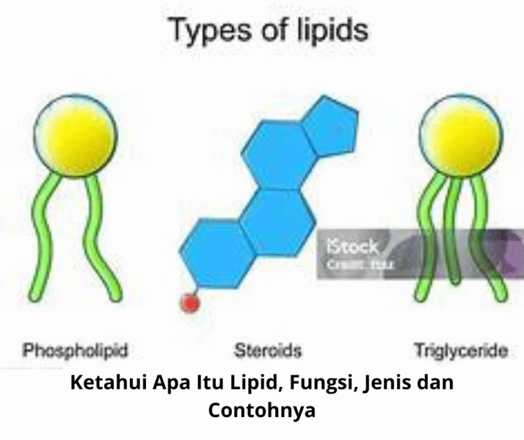 Ketahui Apa Itu Lipid, Fungsi, Jenis dan Contohnya