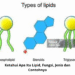 Ketahui Apa Itu Lipid, Fungsi, Jenis dan Contohnya