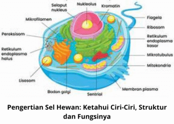 Pengertian Sel Hewan: Ketahui Ciri-Ciri, Struktur dan Fungsinya