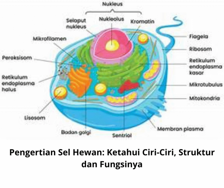 Pengertian Sel Hewan: Ketahui Ciri-Ciri, Struktur dan Fungsinya