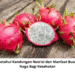 Ketahui Kandungan Nutrisi dan Manfaat Buah Naga Bagi Kesehatan