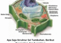 Apa Saja Struktur Sel Tumbuhan, Berikut Pengertian dan Fungsinya