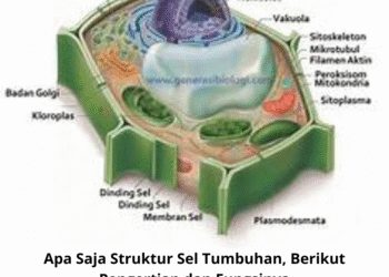 Apa Saja Struktur Sel Tumbuhan, Berikut Pengertian dan Fungsinya