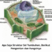 Apa Saja Struktur Sel Tumbuhan, Berikut Pengertian dan Fungsinya