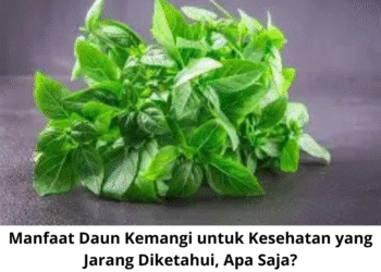 Manfaat Daun Kemangi untuk Kesehatan yang Jarang Diketahui, Apa Saja?