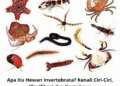 Apa Itu Hewan Invertebrata? Kenali Ciri-Ciri, Klasifikasi dan Contohnya