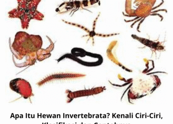Apa Itu Hewan Invertebrata? Kenali Ciri-Ciri, Klasifikasi dan Contohnya