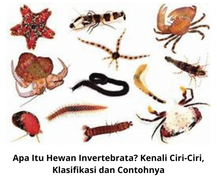 Apa Itu Hewan Invertebrata? Kenali Ciri-Ciri, Klasifikasi dan Contohnya