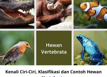 Kenali Ciri-Ciri, Klasifikasi dan Contoh Hewan Vertebrata
