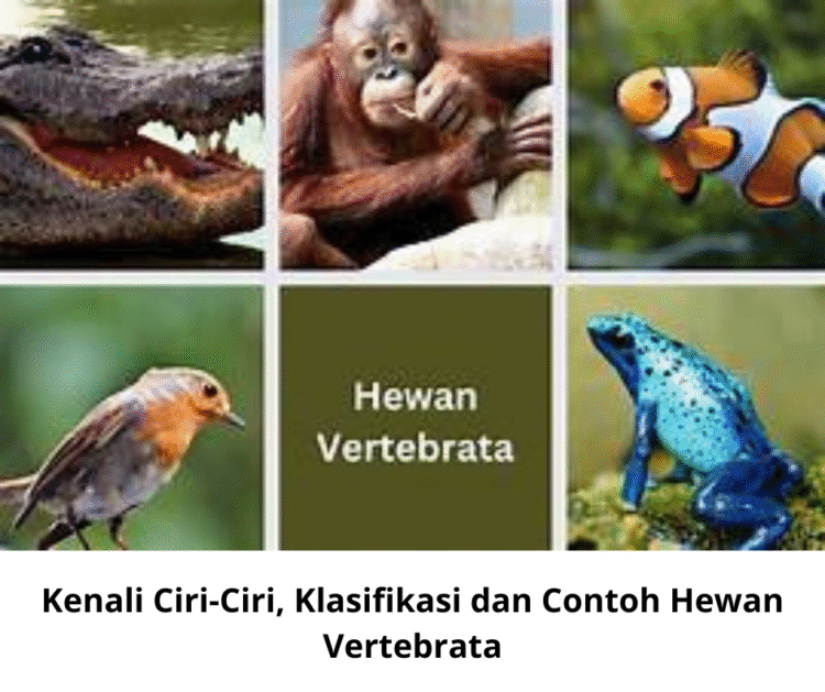 Kenali Ciri-Ciri, Klasifikasi dan Contoh Hewan Vertebrata