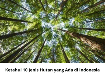 Ketahui 10 Jenis Hutan yang Ada di Indonesia
