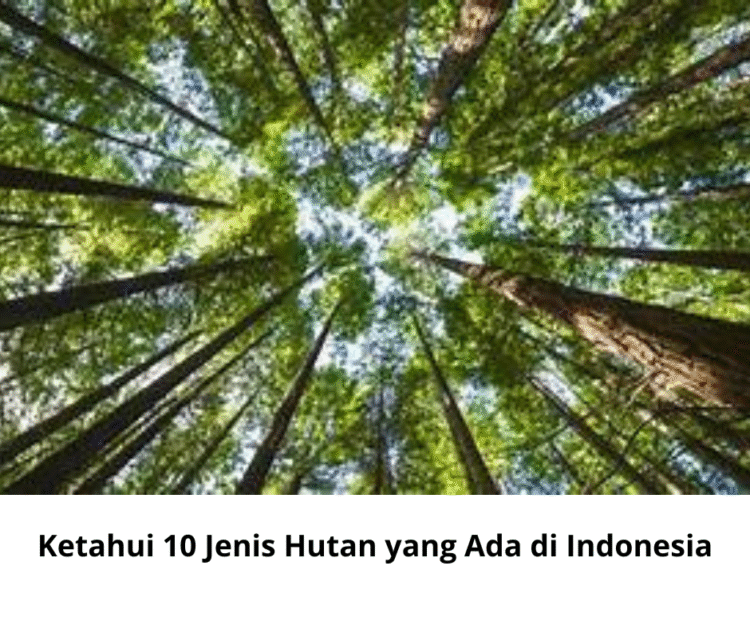 Ketahui 10 Jenis Hutan yang Ada di Indonesia