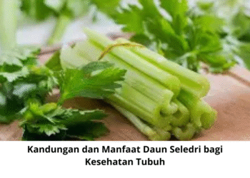 Kandungan dan Manfaat Daun Seledri bagi Kesehatan Tubuh
